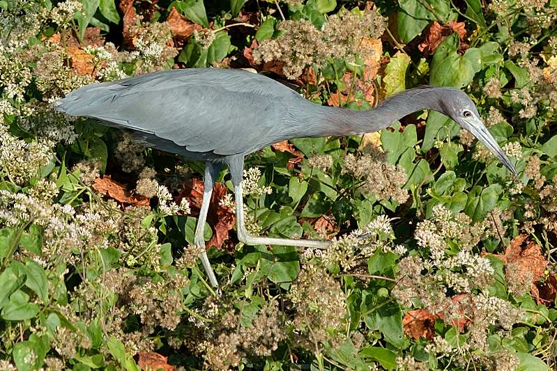 Kleine Blauwe Reiger